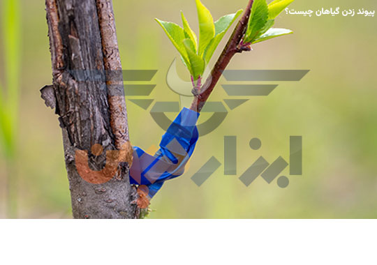 پیوند زدن گیاهان چیست ؟