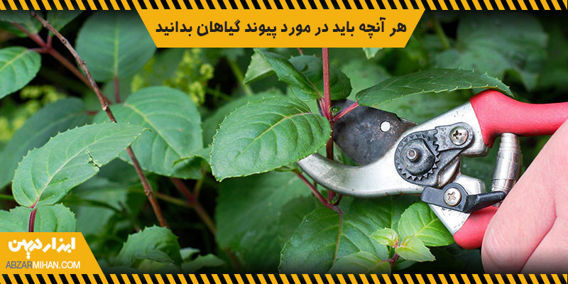 هر آنچه باید درباره پیوند زدن گیاهان بدانید