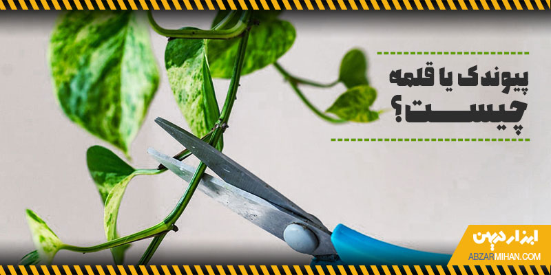 پیوندک یا قلمه چیست ؟